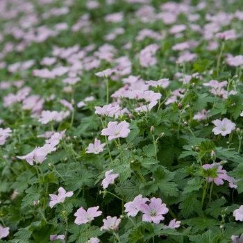 Geranium hybrid 'Dreamland' - Cranesbill Geranium hybrid 'Dreamland' - Cranesbill