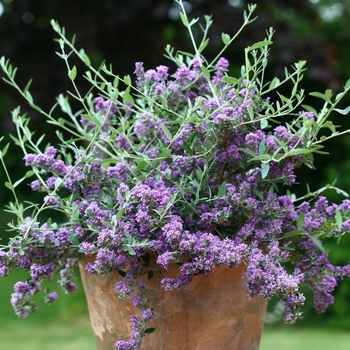 Buddleia alternifolia 'Unique' - Butterfly Bush Buddleia alternifolia 'Unique' - Butterfly Bush