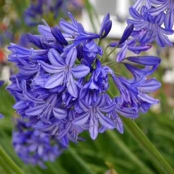 Agapanthus 'Northern Star' PP20957 (African Lily) - Northern Star African Lily