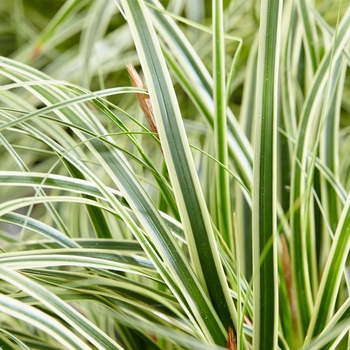 Carex oshimensis 'Evercream' PPAF (Sedge) - EverColor® Evercream