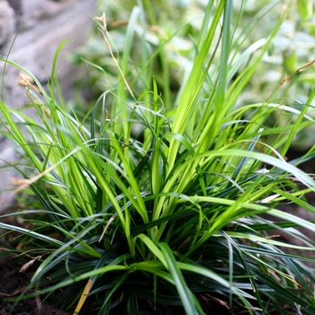 Carex oshimensis 'Everdi' PP25086 (Sedge) - EverColor® Everdi