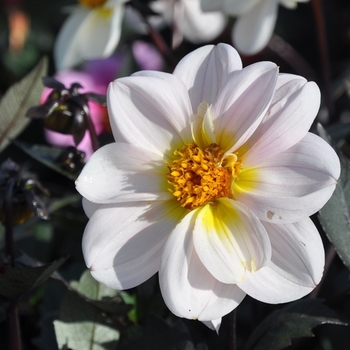 Dahlia 'Days' (Dahlia) - Dreamy® Days