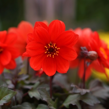 Dahlia 'Flame' (Dahlia) - Dreamy® Flame