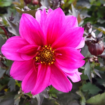 Dahlia 'Kiss' (Dahlia) - Dreamy® Kiss