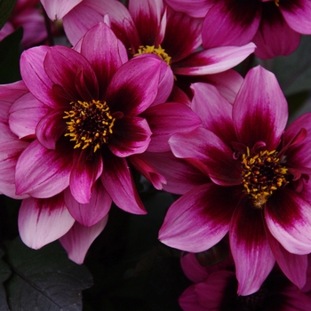 Dahlia 'Nights' (Dahlia) - Dreamy® Nights