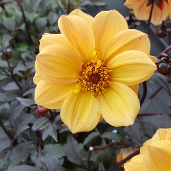 Dahlia 'Sunlight' (Dahlia) - Dreamy® Sunlight