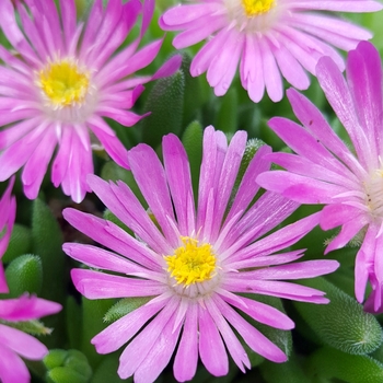 Delosperma 'Candystone' PPAF (Ice Plant) - Jewel of Desert Candystone