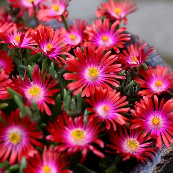 Delosperma 'Garnet' PP23471 (Ice Plant) - Jewel of Desert Garnet