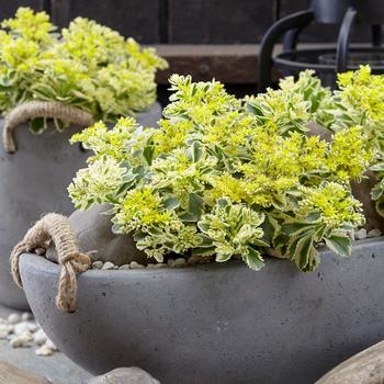 Sedum takesimense 'Nonsitnal' PP27454 (Stonecrop) - Atlantis™ Stonecrop