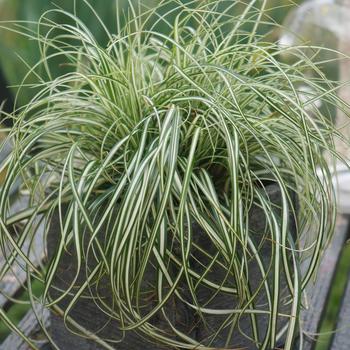 Carex oshimensis 'Everlite' PP28568 (Sedge) - EverColor® Everlite