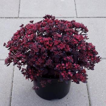 Sedum 'Plum Dazzled' PPAF (Stonecrop) - Sunsparkler® Plum Dazzled