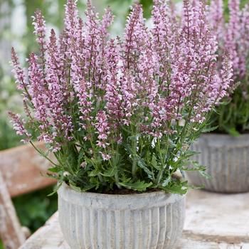 Salvia 'Bocoffla' PPAF (Salvia) - Feathers Flamingo Salvia