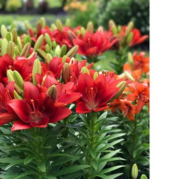 Lilium - 'Summer Scarlet' L A Hybrid Lily