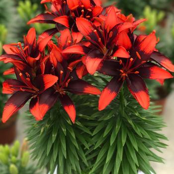 Lilium asiaticum PPAF - 'Tiny Ink' Asiatic Lily