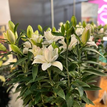 Lilium PPAF - 'Sunny Double Bounty' Oriental Lily Lilium PPAF - 'Sunny Double Bounty' Oriental Lily