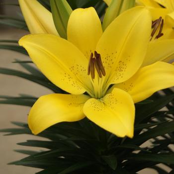 Lilium - 'Summer Sun' L A Hybrid Lily