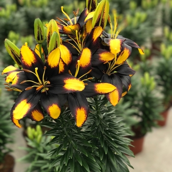 Lilium asiaticum (Asiatic Lily) - 'Tiny Massive'