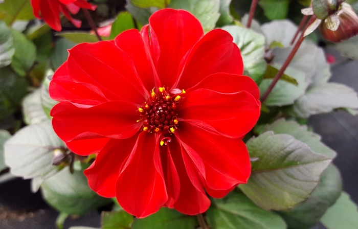 Dreamy&reg; Lips - Dahlia 'Lips' (Dahlia) from 2Plant International