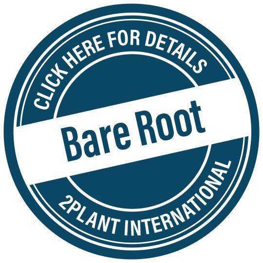 West Coast bare roots